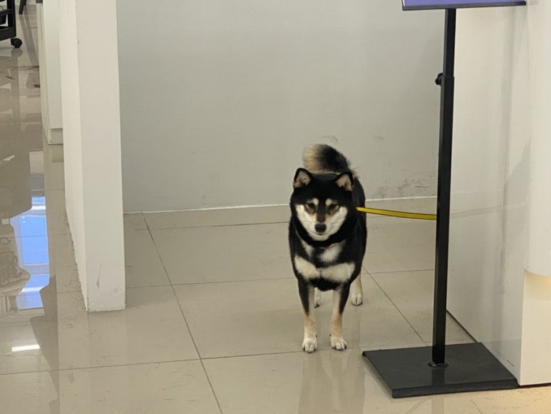 살롱드 지유 이미지