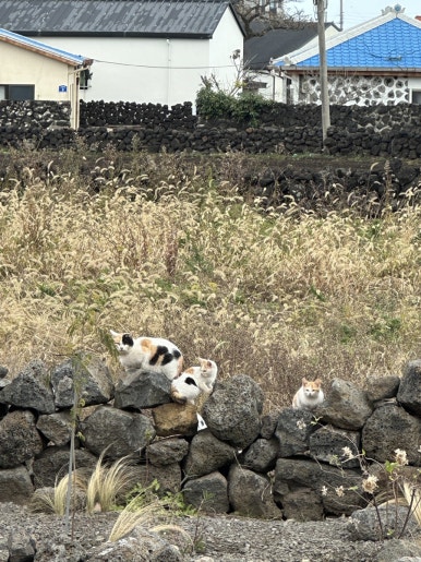고래상점제주 이미지