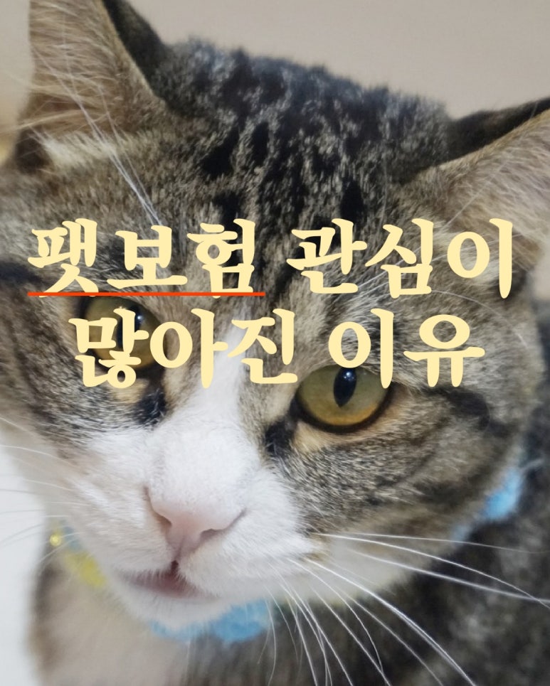 팻보험 관심이 많아진 이유