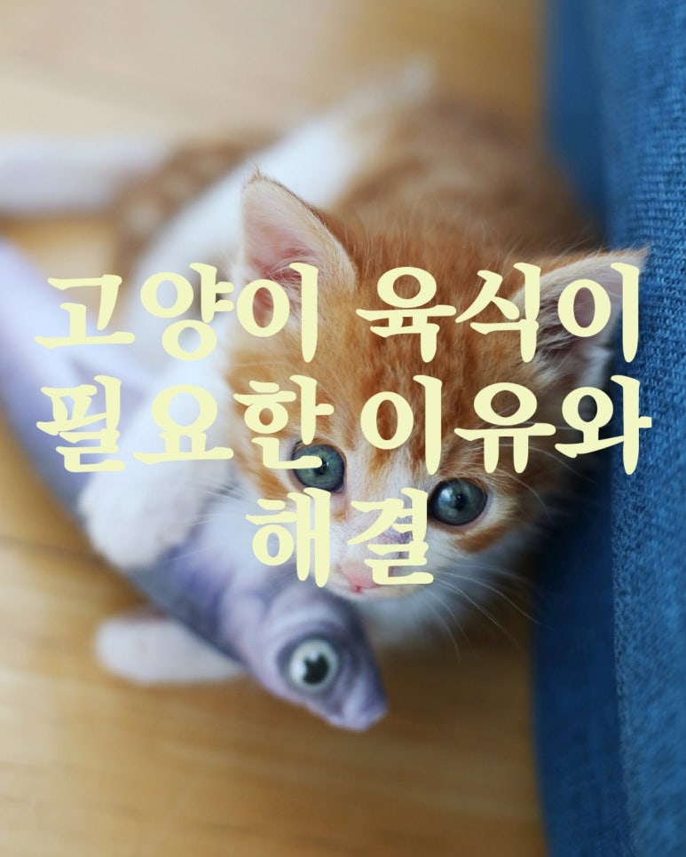 고양이 육식이 필요한 이유와 해결