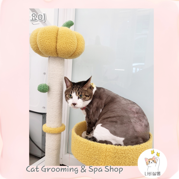 요미살롱 이미지