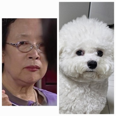 코코독스 이미지