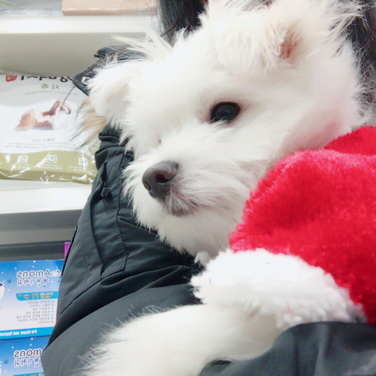 개똥이 이미지