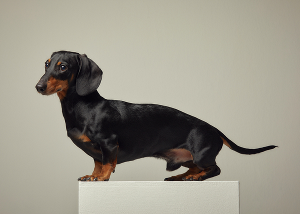 닥스훈트(DACHS HUND) 이미지