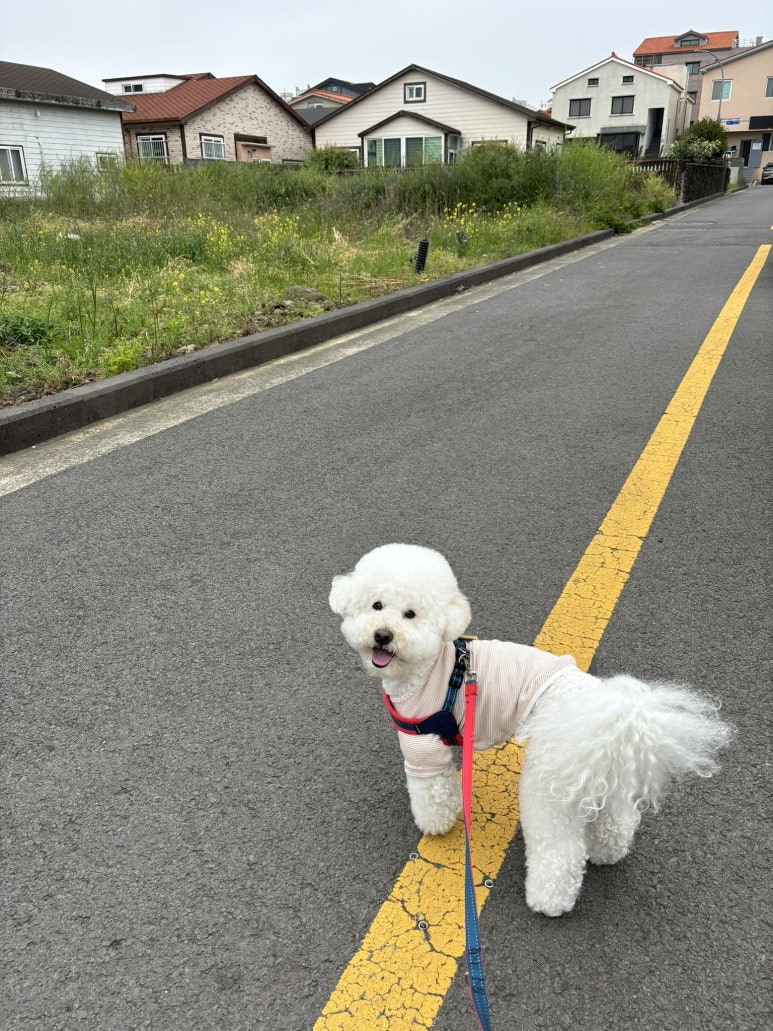 뉴욕버거제주하귀애월점 이미지