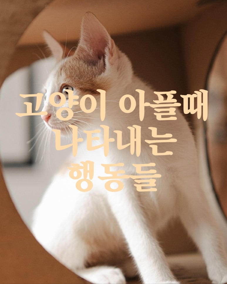 고양이가 아플때 나타내는 행동들