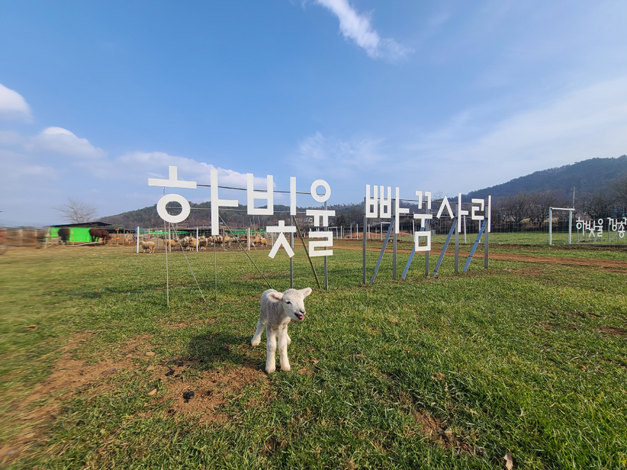 빠꿈사리 이미지