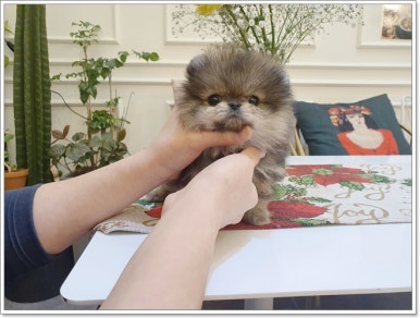 펫블리 이미지