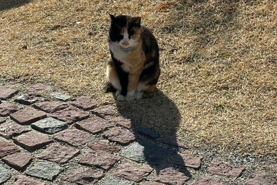 고카인 이미지