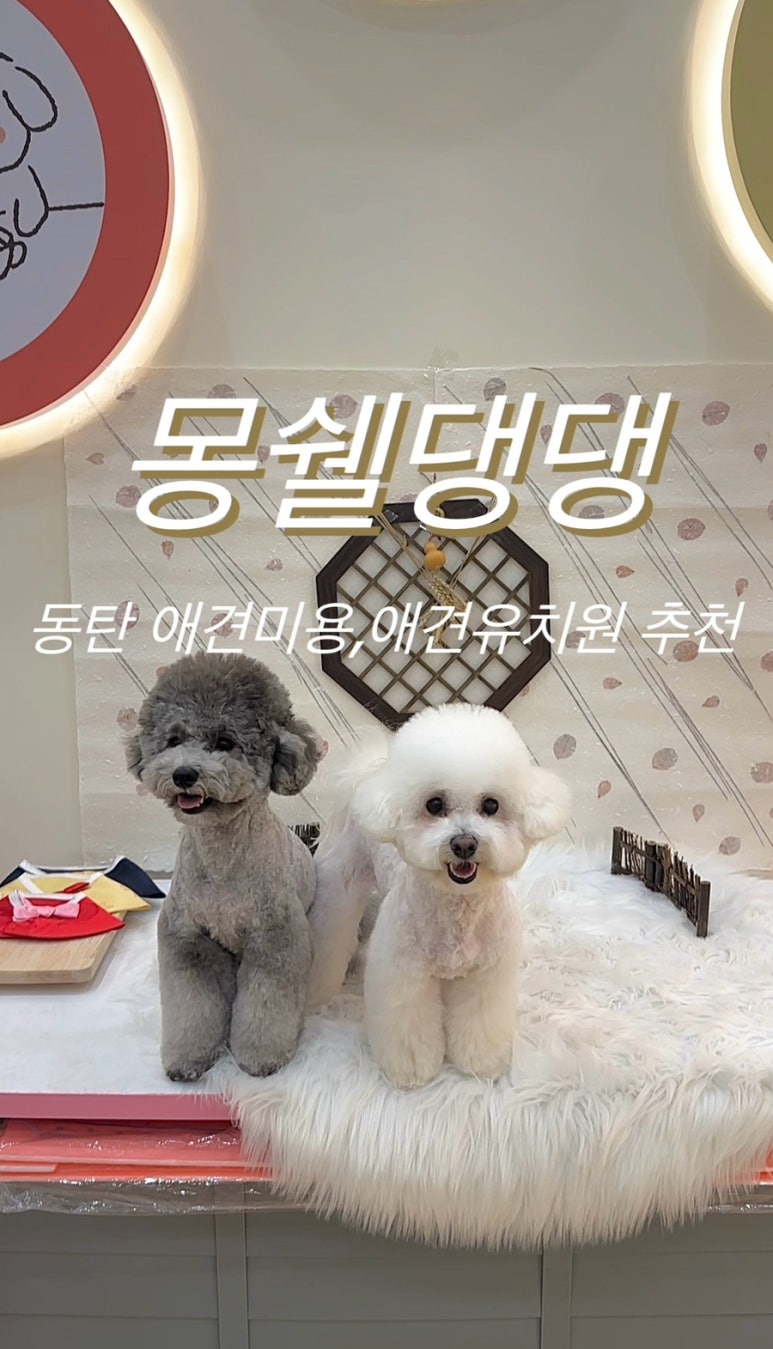 몽쉘댕댕 이미지
