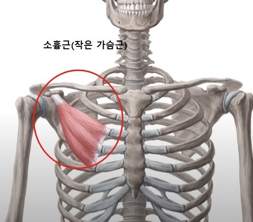핏걸 이미지