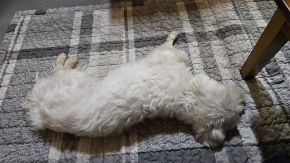 글램독가평 이미지