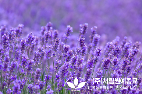 조경설계서림 이미지