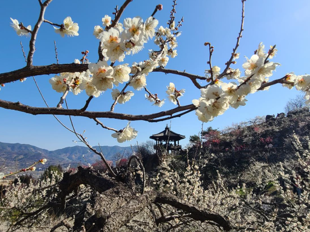 삼성관광여행사 이미지