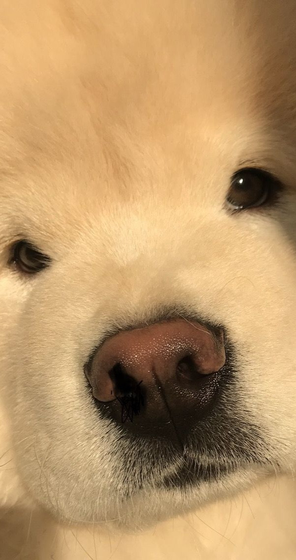 쌉돼지 이미지