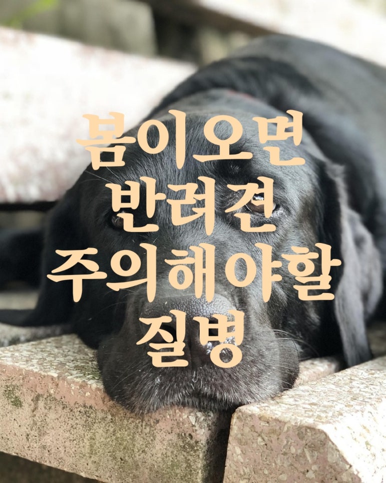 봄이 오면 반려견 주의해야할 질병