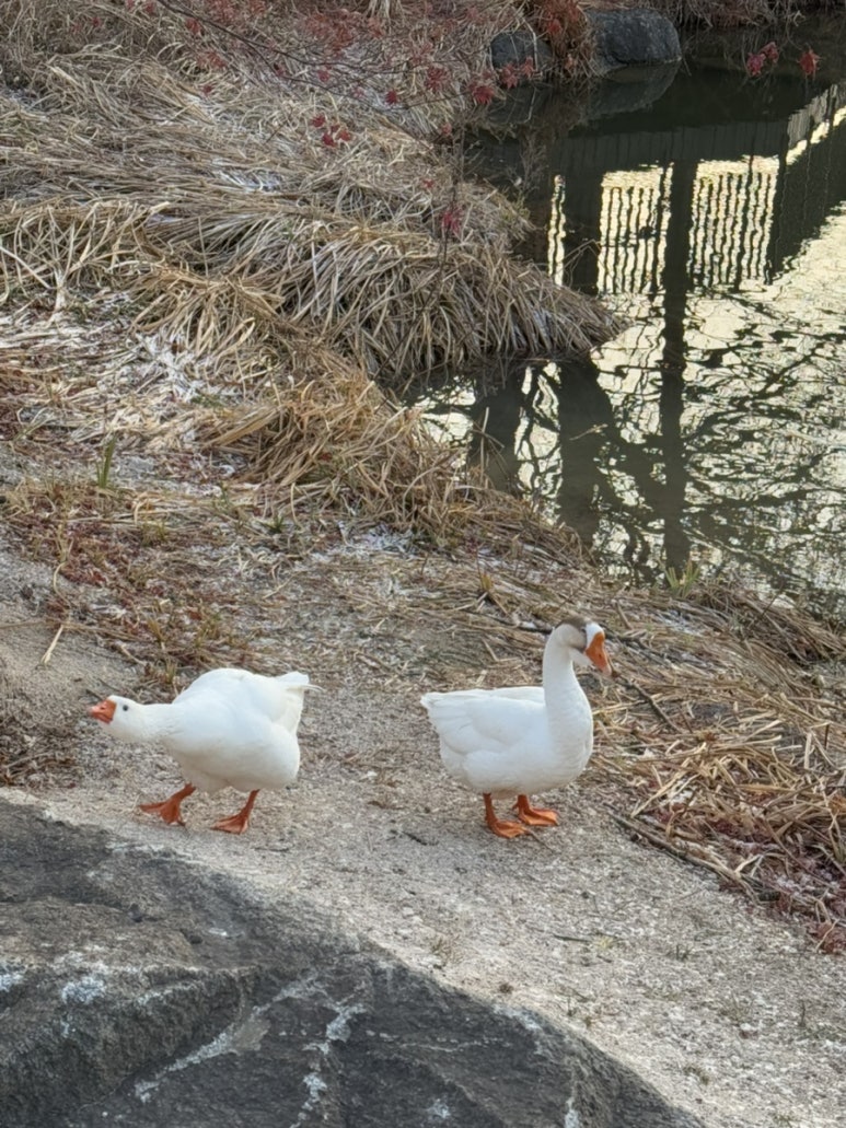 영일대떡볶이 이미지