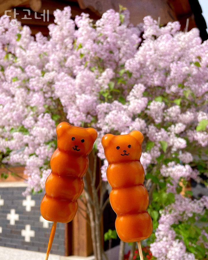당고네 이미지