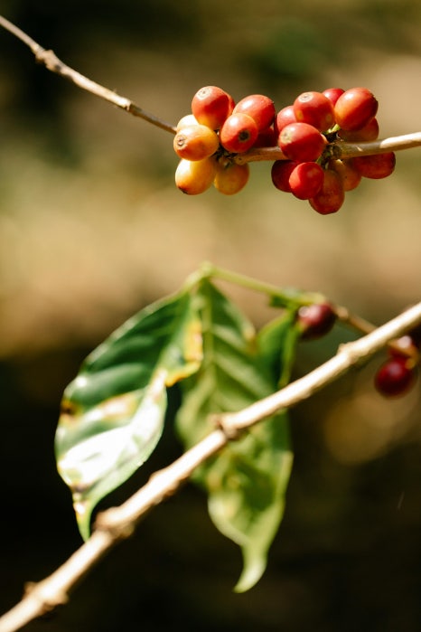 Coffee Farm(커피팜) 이미지