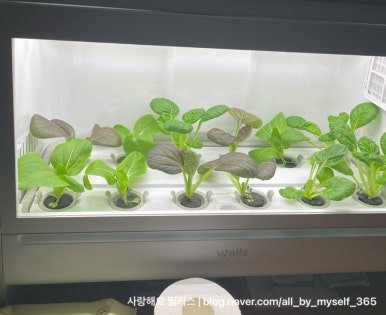 금촌댁 이미지