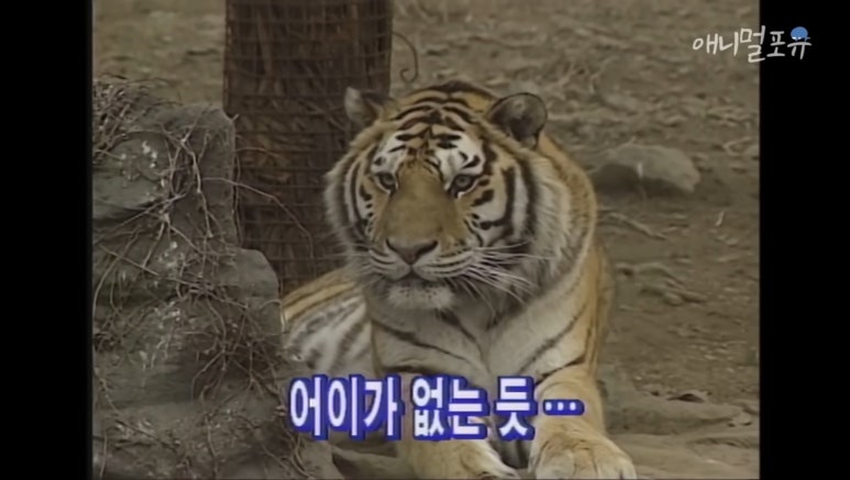 하이고 이미지