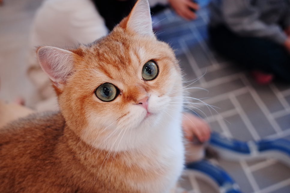 고양이별캣카페 이미지