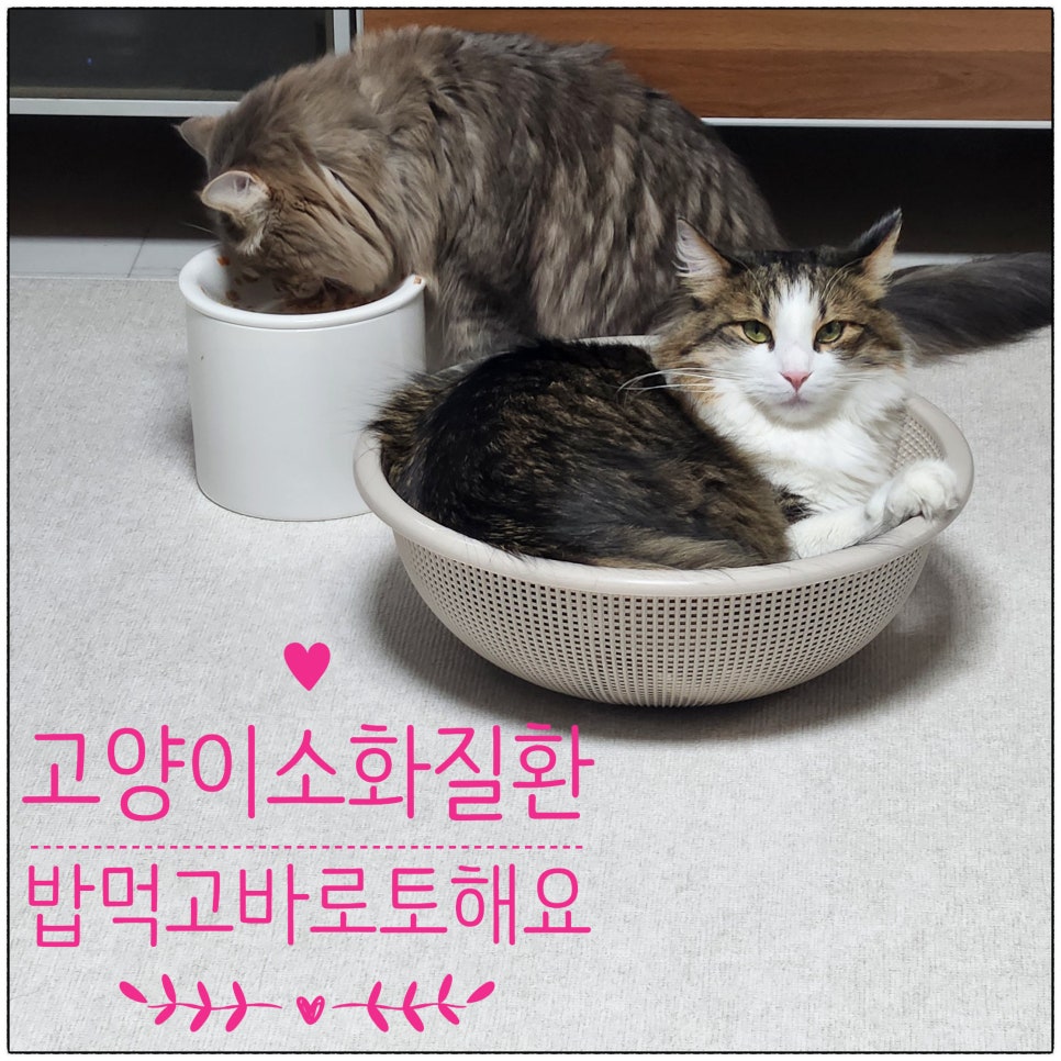 토인헤어 이미지