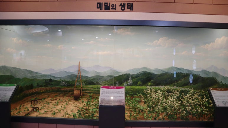 춘천막국수협의회 이미지