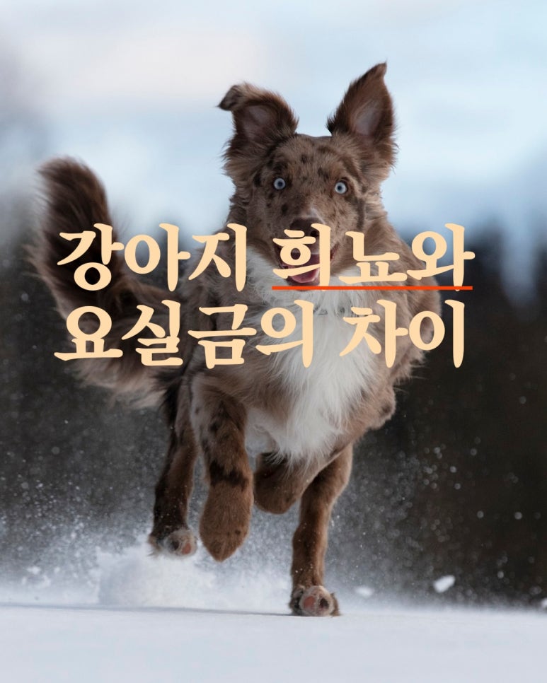 강아지의 희뇨와 요실금의 차이