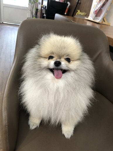 비커머플라워헤어 이미지