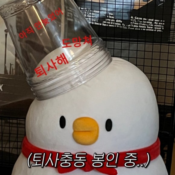 더오리 이미지