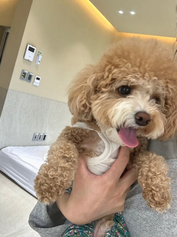 강아지풀애견펜션 이미지