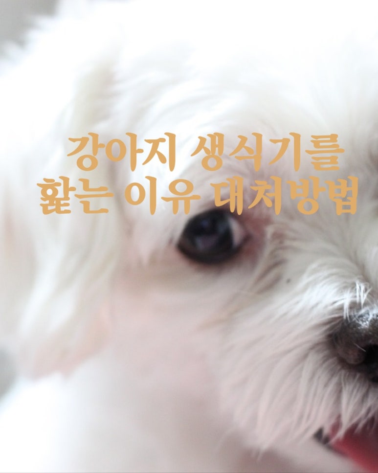 강아지 생식기를 핥는 이유 대처방법