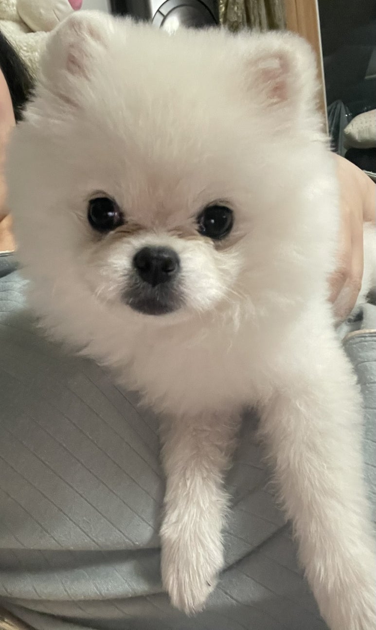 똑똑강쥐 이미지