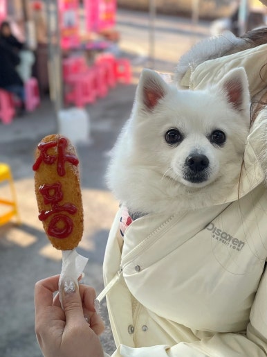 예당핫도그 이미지