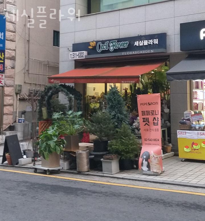세실플라워 이미지