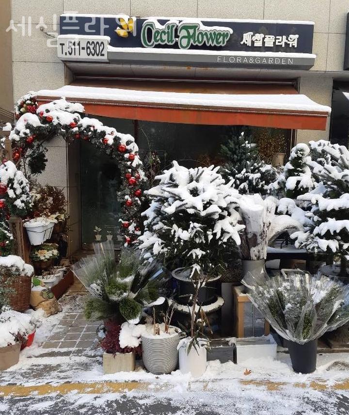 세실플라워 이미지