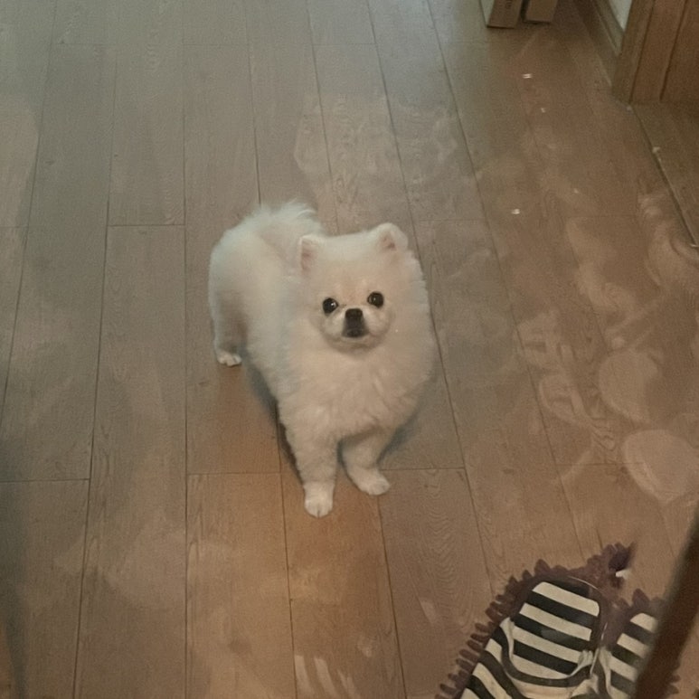 똑똑강쥐 이미지