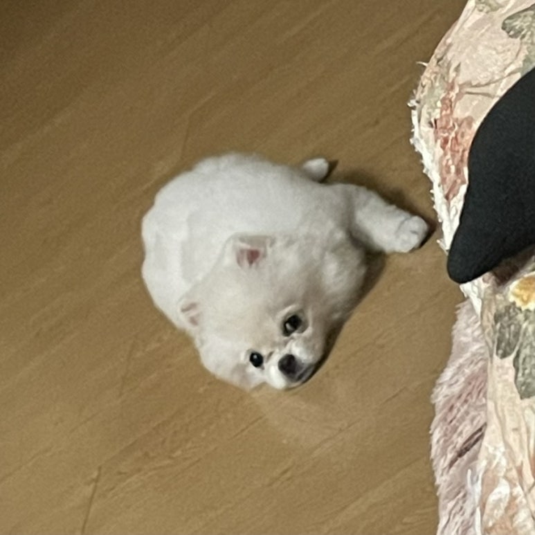 똑똑강쥐 이미지