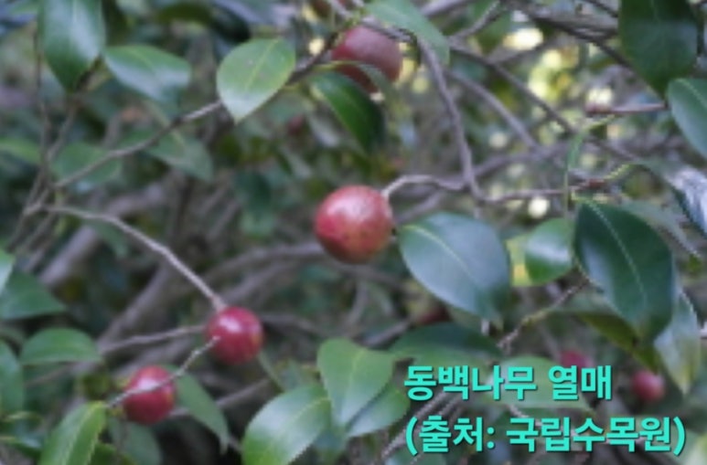 다화화장품 이미지