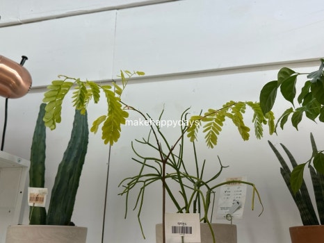 라이티티아플로 이미지