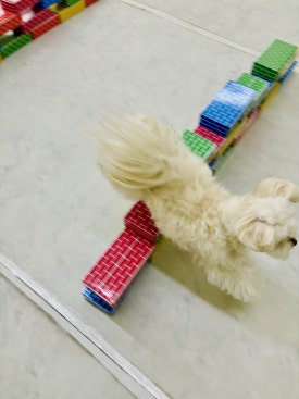 개르메스 이미지