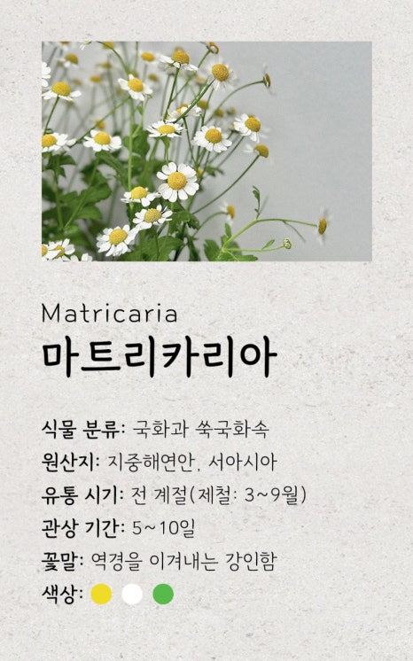 마트리카리아 이미지