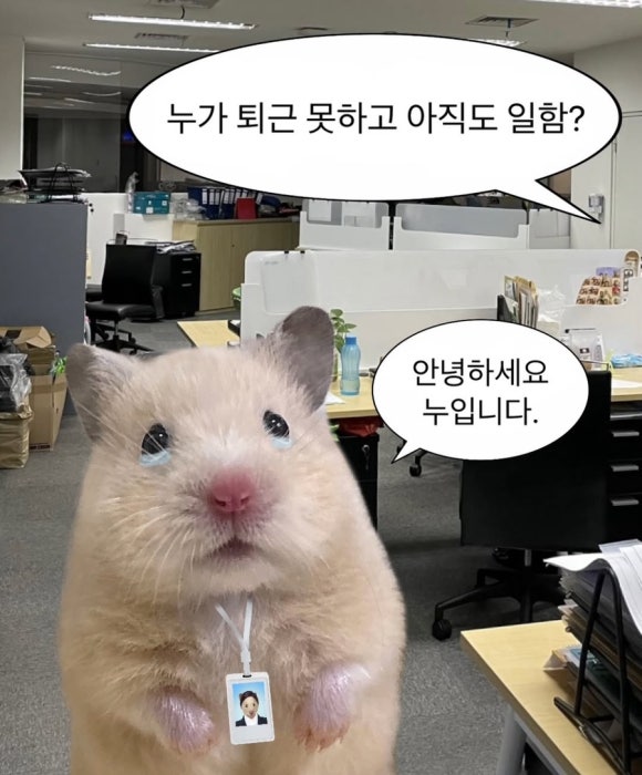 얄리 이미지