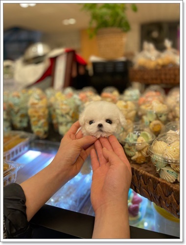 펫블리 이미지