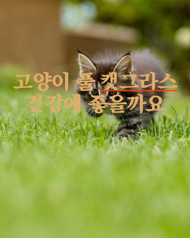 고양이 풀 캣그라스 건강에 좋을까요