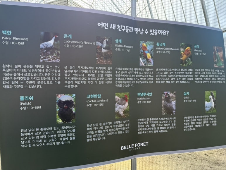 벨포레얼룩말카페 이미지