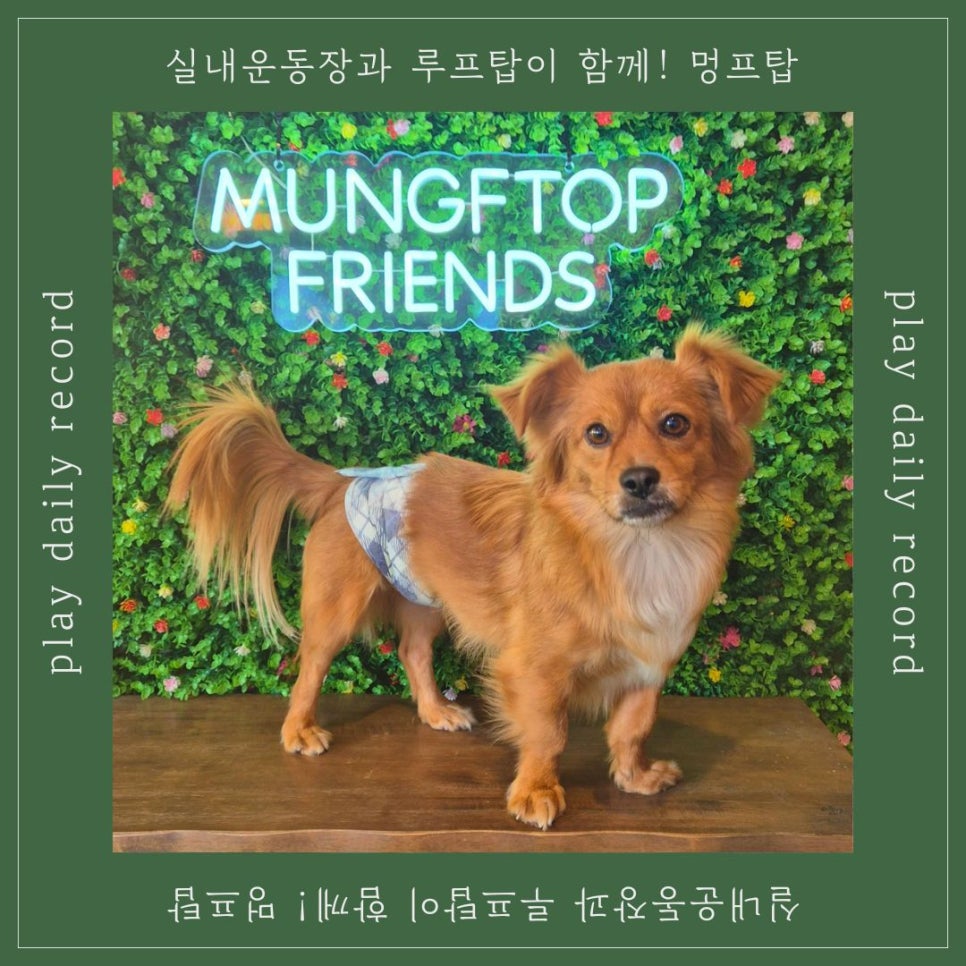 멍프탑 이미지