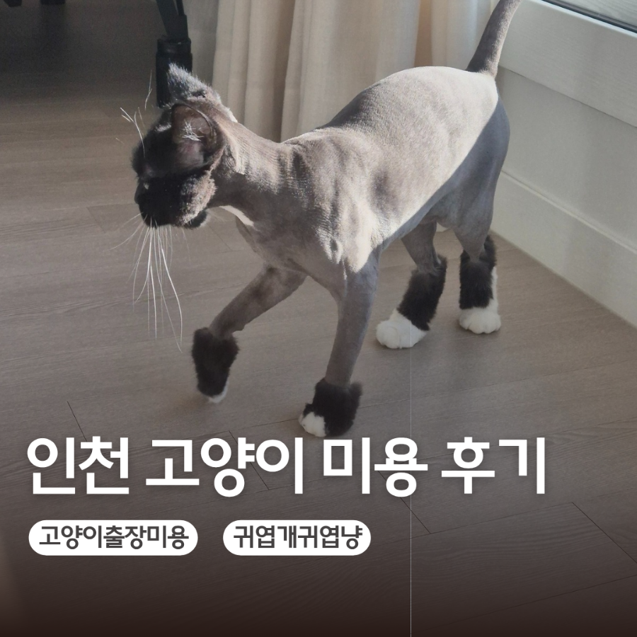 인천 고양이 무마취 출장미용 가격 및 후기