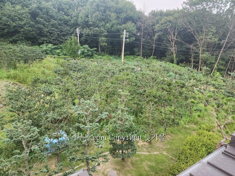 희망조경수판매 이미지